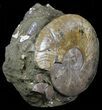 Beautiful, Polished Ammonite Fossil - Madagascar #59721-1